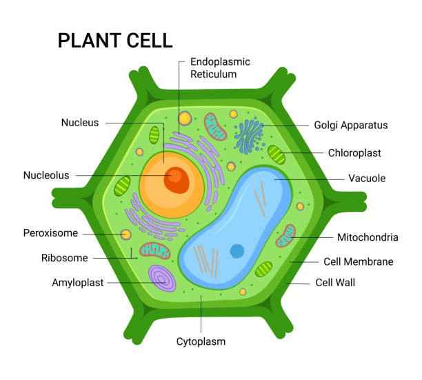 Plant cell drawing