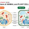 Animal cell and plant cell diagram 