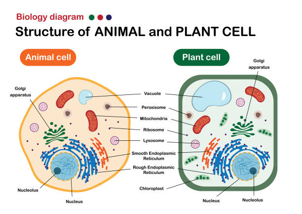 Animal Cell And Plant Cell Diagram